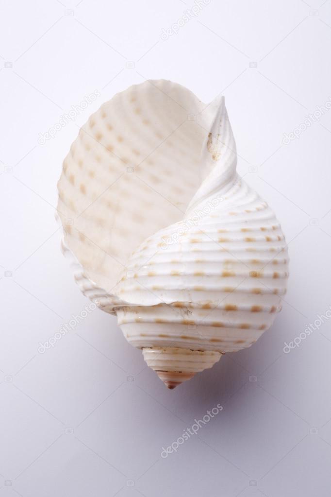 Marine sea shell