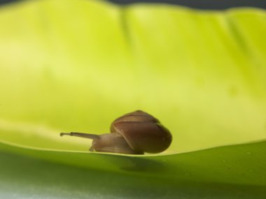 Yaprak üzerinde sürünerek salyangoz