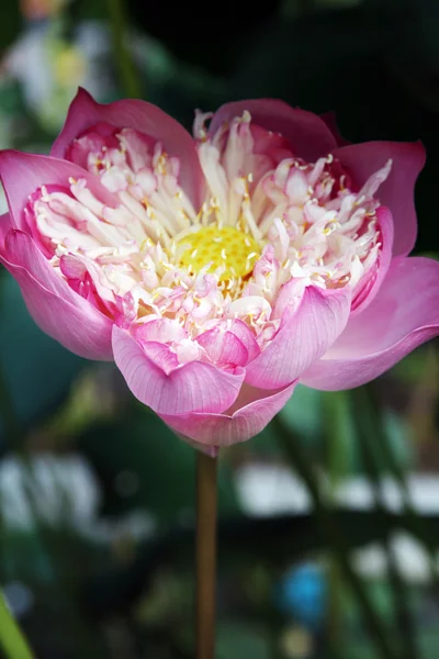 Lindas flores de lótus — Fotografia de Stock