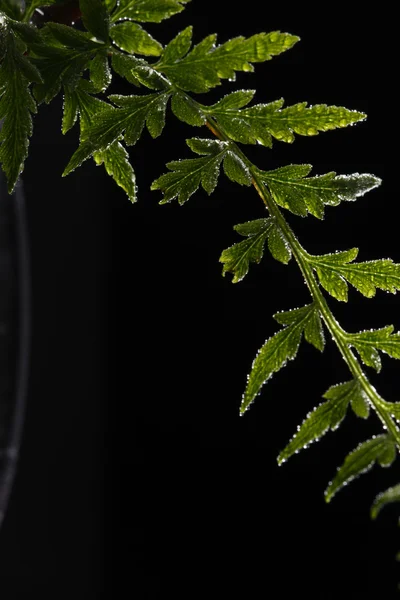 Yeşil Fern yaprak — Stok fotoğraf