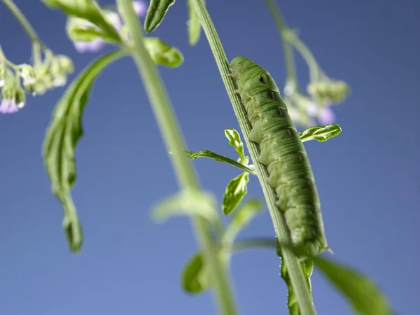 Green caterpillar on plant — Stock Photo, Image