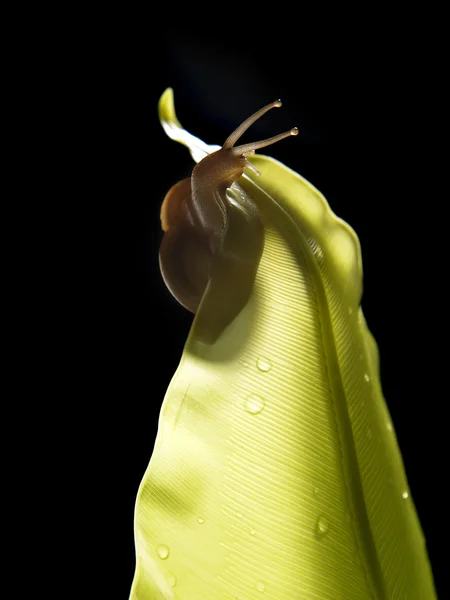 Caracol arrastrándose en la hoja — Foto de Stock