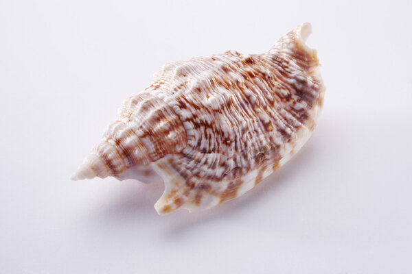 Marine sea shell