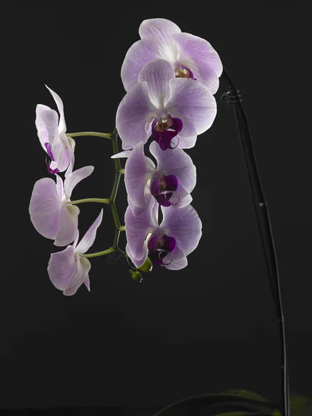 Beleza de flor de orquídea — Fotografia de Stock