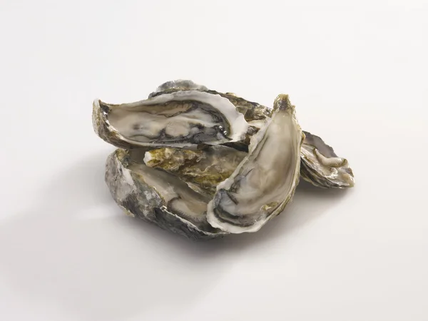 Färsk fisk Oyster — Stockfoto