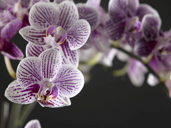 Schönheit der Orchideenblume — Stockfoto