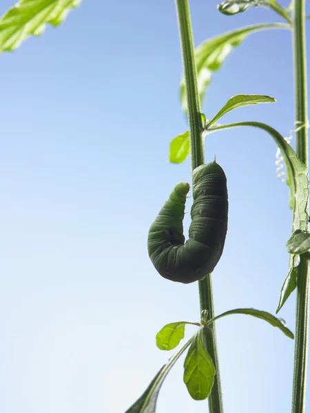 Zielona gąsienica na rośliny — Zdjęcie stockowe