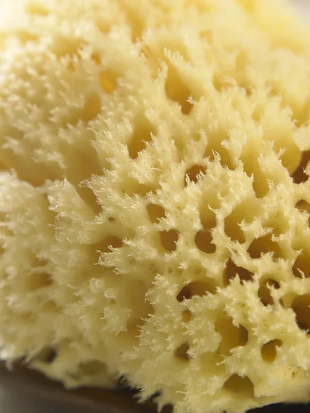 Textuur van de natuurlijke spons — Stockfoto
