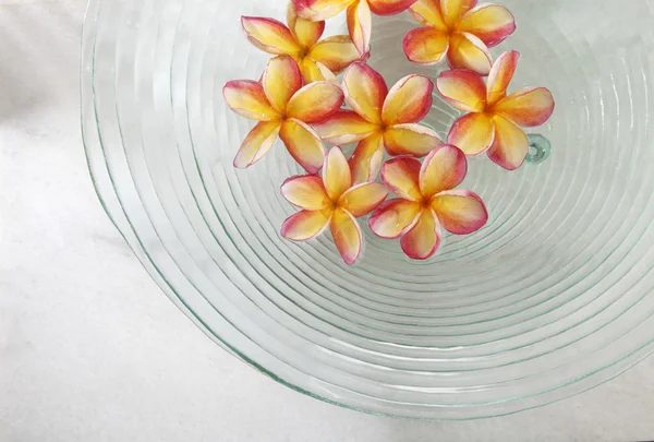 Flores de frangipani en el cuenco de vidrio — Foto de Stock