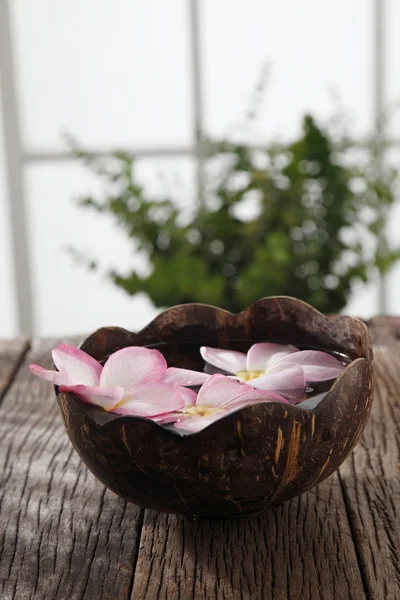 Flor de frangipani na casca de coco — Fotografia de Stock