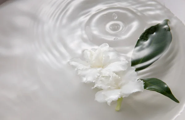 Jasminblüten in Schale — Stockfoto