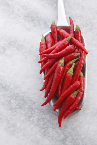 Risaia al peperoncino rosso — Foto Stock