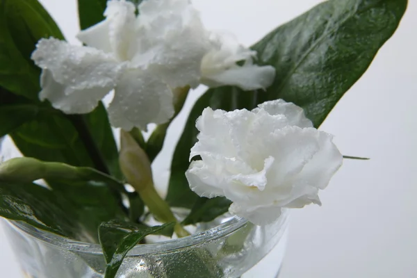 ジャスミンの花グラス — ストック写真