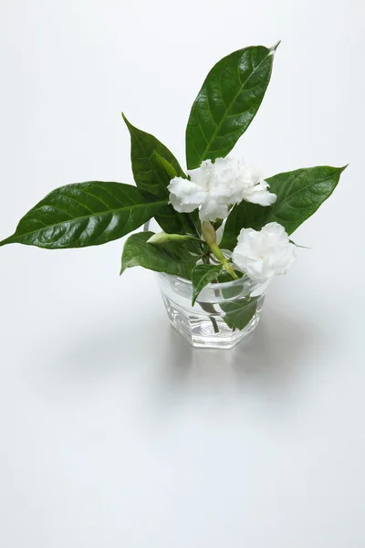 Flores de jazmín en un vaso — Foto de Stock