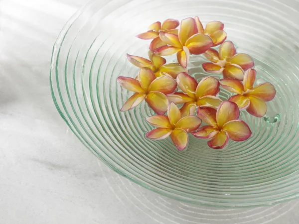 プルメリアの花浮遊 — ストック写真