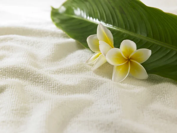 Vitgul frangipani — Stockfoto