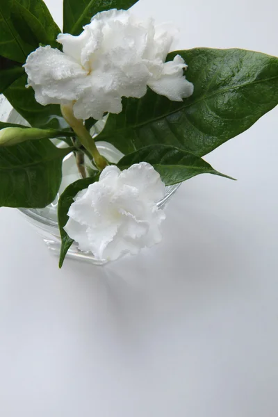 Gelsomino fiore in un bicchiere — Foto Stock