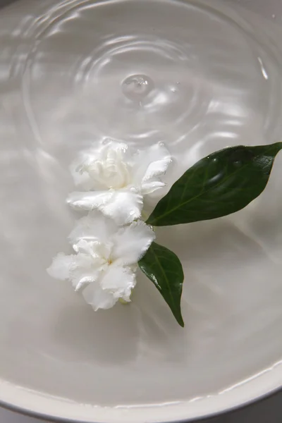 白いボウルでジャスミンの花 — ストック写真