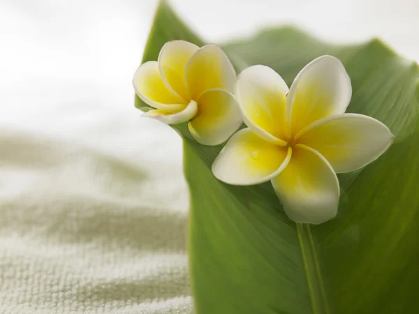 Frangipani giallo bianco — Foto Stock