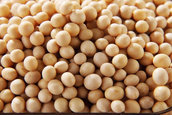 Soy beansoy bean pattern — Stock Photo, Image