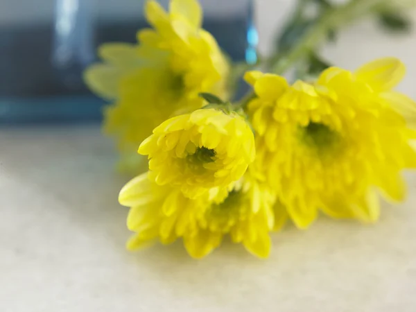 Жовта квітка перед тонером — стокове фото