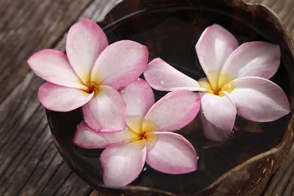 Frangipani blomma och kokos skalet — Stockfoto