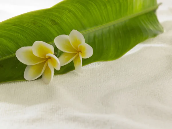 Biały, Żółty frangipani — Zdjęcie stockowe