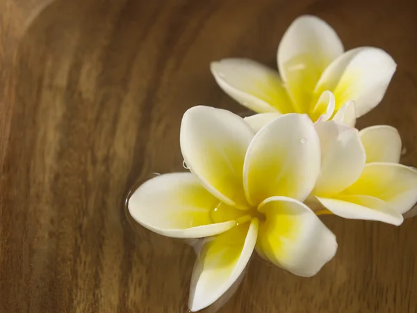 Vit frangipani blomma — Stockfoto