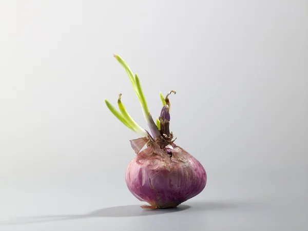 Onion with fresh green sprout — Stock Photo, Image