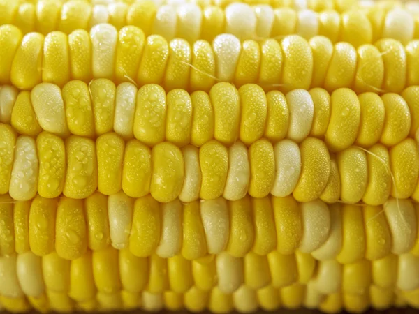 Ribe corn close up — Stock Photo, Image