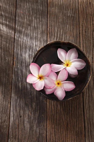 Frangipani fiore e guscio di cocco — Foto Stock