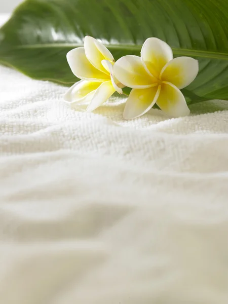 Weiß-gelbe Frangipani — Stockfoto