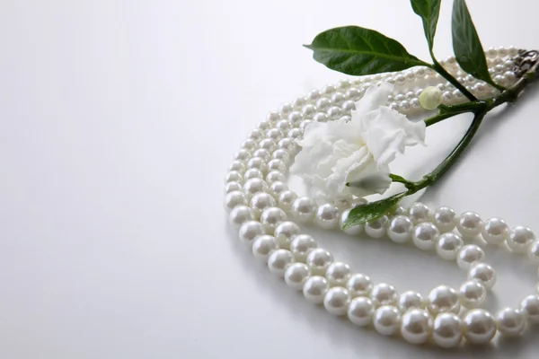 Witte jasmijn bloem — Stockfoto