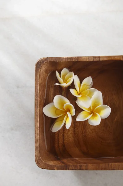 Yellow frangipani flower — Stock Photo, Image
