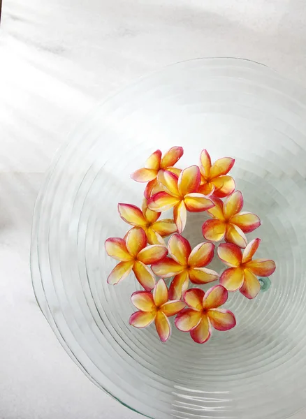 Kwiatów Frangipani w szklanej misce — Zdjęcie stockowe