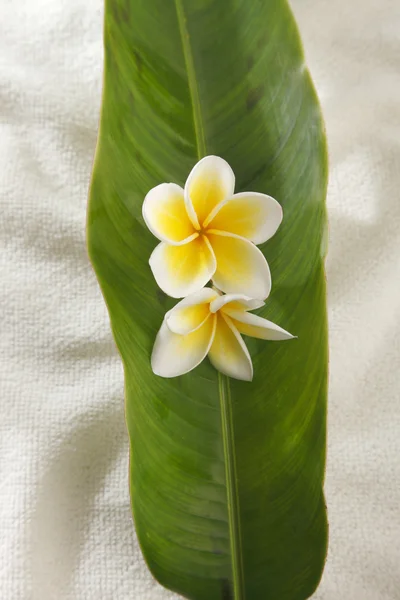 Flor amarela de Frangipani — Fotografia de Stock