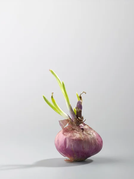 Cipolla con germoglio verde — Foto Stock