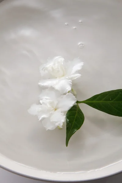 Jasmine flowers in the white bowl — Stock Photo, Image