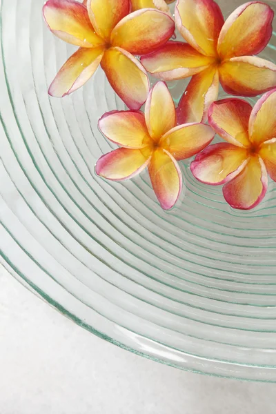 ガラスのボウルでプルメリアのお花 — ストック写真