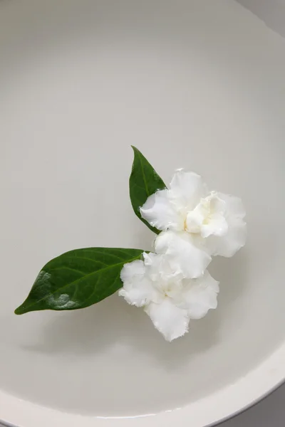 Квіти жасмину в мисці — стокове фото