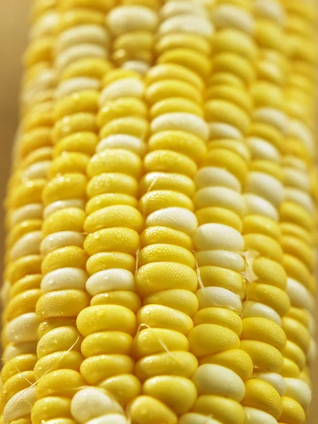 Ribe maíz de cerca —  Fotos de Stock