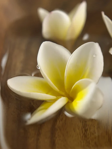 Flor Frangipani blanca —  Fotos de Stock