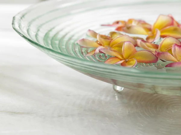 Flor de Plumeria flotante — Foto de Stock