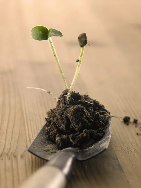 Nieuwe groeiende plant — Stockfoto