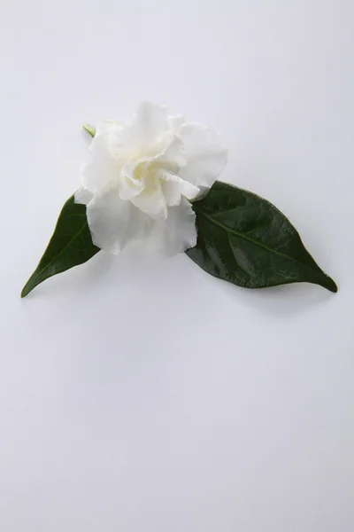 Fiore di gelsomino bianco — Foto Stock