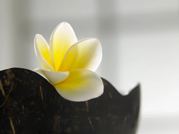 Coconut bowl with frangipani flower — Stock Photo, Image