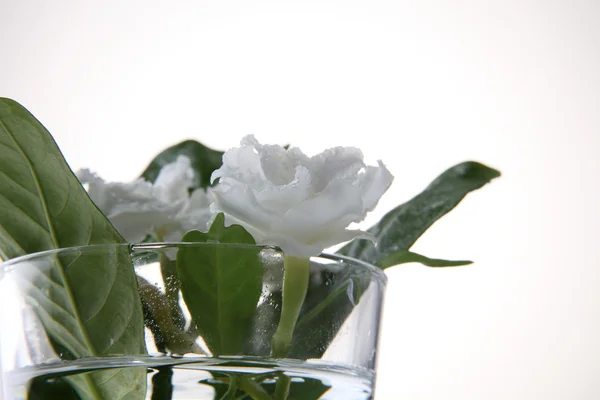 Jasminblüte im Glas — Stockfoto