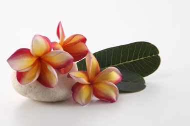 Tropica frangipani çiçekler