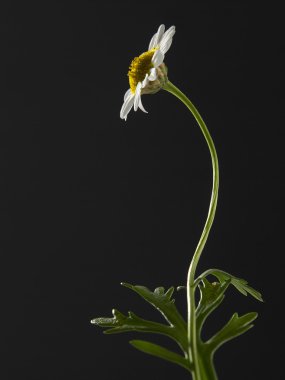 bir papatya çiçeği