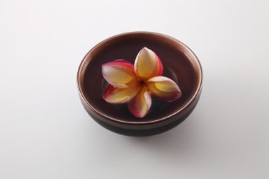 Tropica frangipani çiçekler